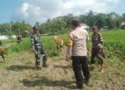 Sinergi Polisi dan Petani Gerung Dorong Kemandirian Pangan di Taman Ayu