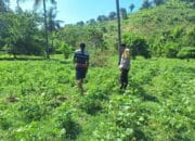 Bhabinkamtibmas Desa Luk Dorong Ketahanan Pangan Melalui Pemanfaatan Pekarangan