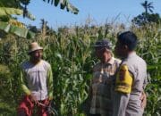 Bhabinkamtibmas Banyumulek Kawal Ketahanan Pangan Lewat Budidaya Jagung