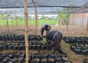 Bhabinkamtibmas Desa Air Suning Dampingi Warga Kelola Pekarangan Pangan Bergizi