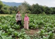Polisi Aktif Dukung Ketahanan Pangan, Bhabinkamtibmas Desa Adu Pantau Lahan Tani Tembakau
