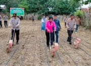 Kapolri,Pimpin Penanaman Jagung Kuartal III Serentak Secara Virtual Kapolres Bima Laksanakan Penanaman Jagung di Lahan 1 Hektare Milik Mapolsek Monta