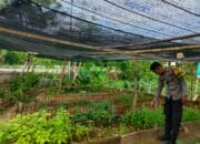 Bhabinkamtibmas Desa Bangkat Monteh Dampingi Warga Tanam Pekarangan Bergizi Dukung Program Swasembada Pangan