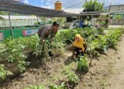 Bhabinkamtibmas Desa Sekongkang Atas Dampingi Warga Kelola Pekarangan Pangan Bergizi