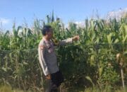 Wujudkan Indonesia Yang Swasembada Pangan, Bhabinkamtibmas Polsek Bolo Pantau Bantu Petani Jagung di Wilayah Binaan
