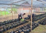 Bhabinkamtibmas Desa Air Suning Dampingi Pengelolaan Pekarangan Pangan Bergizi