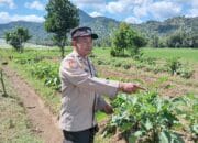 Dukung Program Asta Cita Swasembada Pangan, Bhabinkamtibmas Desa Beru Cek Pekarangan Bergizi Warga