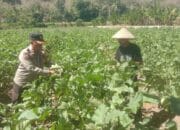 Wujudkan Ketahanan Pangan, Bhabinkamtibmas dan Warga Desa Rhee Ubah Pekarangan Kosong Jadi Kebun Sayur