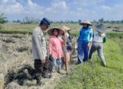 Bhabinkamtibmas Montong Are Dorong Ketahanan Pangan Lewat Pendampingan Petani