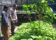 Bhabinkamtibmas Desa Tongo Dampingi Kegiatan Pengelolaan Pekarangan Pangan Bergizi