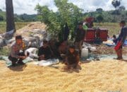 Bhabinkamtibmas Desa Talonang Baru Dampingi Panen dan Penjemuran Jagung Tahap II