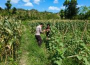 Bhabinkamtibmas Desa Pasir Putih Dampingi Pengelolaan Pekarangan Pangan Bergizi