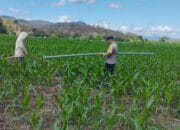 Bhabinkamtibmas Desa Ta’a Laksanakan Pemantauan Lahan Pertanian Warga, Dukung Program Ketahanan Pangan