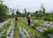 Optimalisasi Pekarangan Warga di Jagaraga, Polsek Kuripan Dukung Ketahanan Pangan