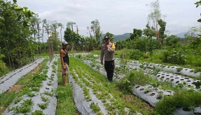 Optimalisasi Pekarangan Warga di Jagaraga, Polsek Kuripan Dukung Ketahanan Pangan
