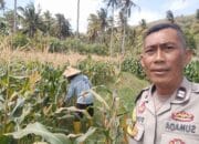 Bhabinkamtibmas Desa Batu Putih Dorong Petani Tibu Baru Optimalkan Lahan Produktif