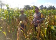 Ketahanan Pangan Dimulai dari Desa: Bhabinkamtibmas Jagaraga Dorong Pemanfaatan Lahan di Tambang Eleh