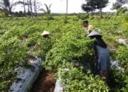 Polsek Kuripan Dampingi Petani Cabai di Kuripan Utara Wujudkan Ketahanan Pangan