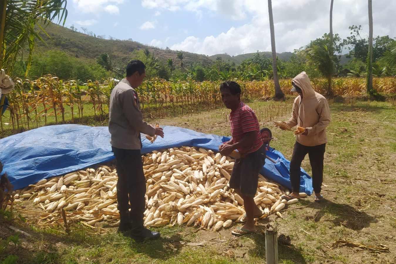 Bhabinkamtibmas Sekotong Dukung Petani Jagung di Desa Batu Putih