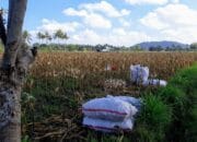Bhabinkamtibmas Desa Tempos Dampingi Panen Jagung, Jaga Ketahanan Pangan di Lombok Barat
