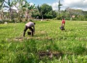 Dukung Ketahanan Pangan, Bhabinkamtibmas Kuripan Ajak Warga Manfaatkan Lahan Produktif