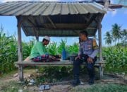 Bhabinkamtibmas Eyat Mayang Dukung Petani Jagung untuk Ketahanan Pangan Nasional