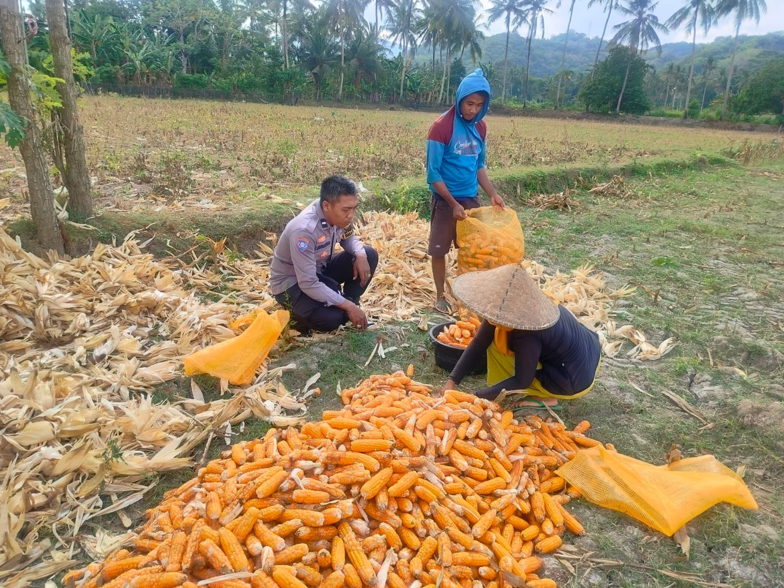 Jalin Silaturahmi, Bhabinkamtibmas Lembar Dukung Petani Jagung di Eyat Mayang