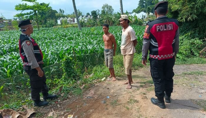 Patroli Ketahanan Pangan di Kecamatan Gerung: Dukungan Polri untuk Petani Jagung