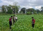 Polres Lombok Barat Dampingi Petani Gerung Utara Wujudkan Swasembada Pangan