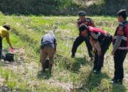 Polisi Bantu Petani Jagung di Desa Kuripan, Dukung Ketahanan Pangan Lombok Barat