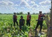 Polres Lombok Barat Dukung Petani Jagung Desa Dasan Geres Jaga Ketahanan Pangan