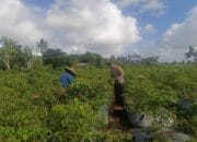 Bhabinkamtibmas Dampingi Panen Cabai di Kuripan Utara, Dukung Ketahanan Pangan Nasional