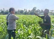 Bhabinkamtibmas Desa Sandik Dorong Warga Perkuat Swasembada Pangan