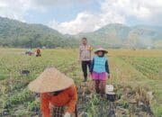 Bhabinkamtibmas Banyu Urip Dampingi Petani Jagung di Dusun Rincung