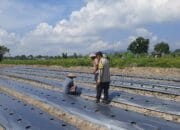 Polsek Kediri Dorong Warga Montong Are Tanam Cabai untuk Ketahanan Pangan