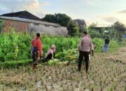 Polsek Kuripan Dampingi Petani Panen Jagung di Dusun Kumbung Barat