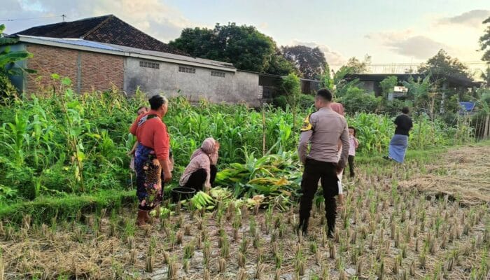 Polsek Kuripan Dampingi Petani Panen Jagung di Dusun Kumbung Barat