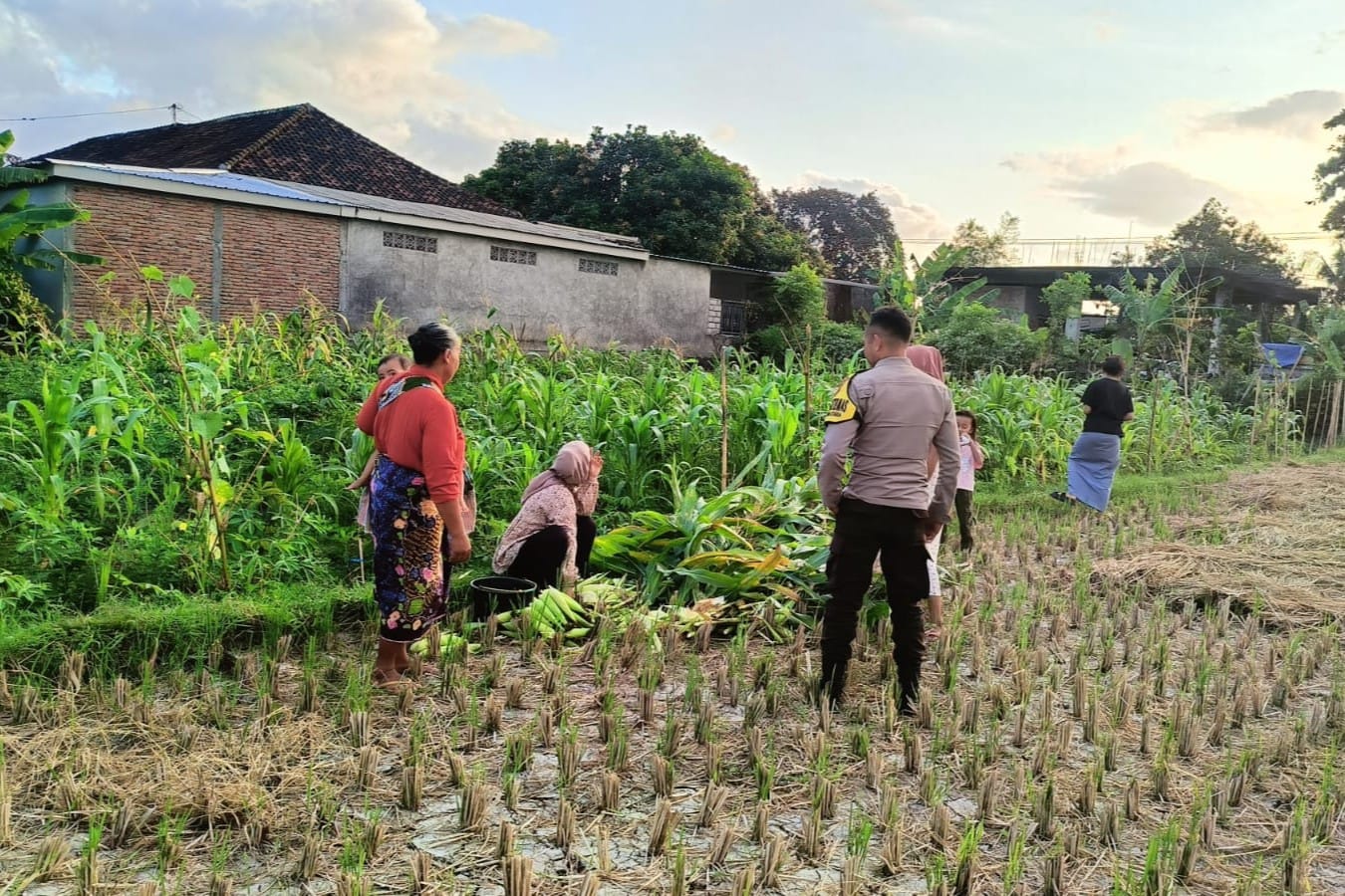 Polsek Kuripan Dukung Petani Jagung di Kumbung Barat Wujudkan Ketahanan Pangan
