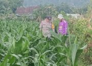 Polsek Lembar Dukung Ketahanan Pangan Lewat Pendampingan Petani di Desa Babussalam