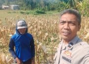 Bhabinkamtibmas Eyat Mayang Dampingi Petani Jagung untuk Perkuat Ketahanan Pangan