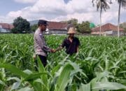 Polisi dan Warga Desa Kuripan Bersinergi Wujudkan Ketahanan Pangan Lokal