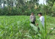 Bhabinkamtibmas Desa Cendi Manik Dampingi Petani Jagung Dukung Ketahanan Pangan Sekotong