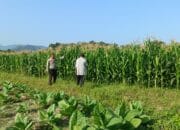 Kapolsek Buer Apresiasi Bhabinkamtibmas dan Warga Tarusa dalam Mendukung Ketahanan Pangan Nasional