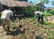 Dukung Ketahanan Pangan, Bhabinkamtibmas Tapir Bantu Warga Kelola Lahan Pekarangan Bergizi