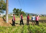 Polres Lombok Barat Dampingi Petani Jagung di Desa Mesanggok