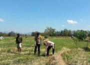 BKTM Desa O’o Laksanakan Pemantauan Lahan Jagung Milik Bapak Kaswadin, S.Pd dalam Mendukung Program Ketahanan Pangan Nasional Menuju Indonesia Emas 2045