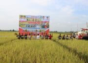 Kapolda Kalteng dan Gubernur Panen Raya Padi di Kapuas, Wujud Dukungan terhadap Ketahanan Pangan