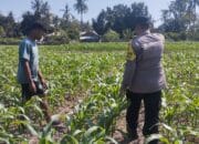 Bhabinkamtibmas desa ta’a dukung ketahanan pangan melalui pemantauan lahan jagung warga