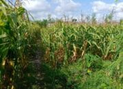 Polisi Dampingi Panen Jagung di Desa Beleka, Pastikan Harga dan Keamanan Terjaga