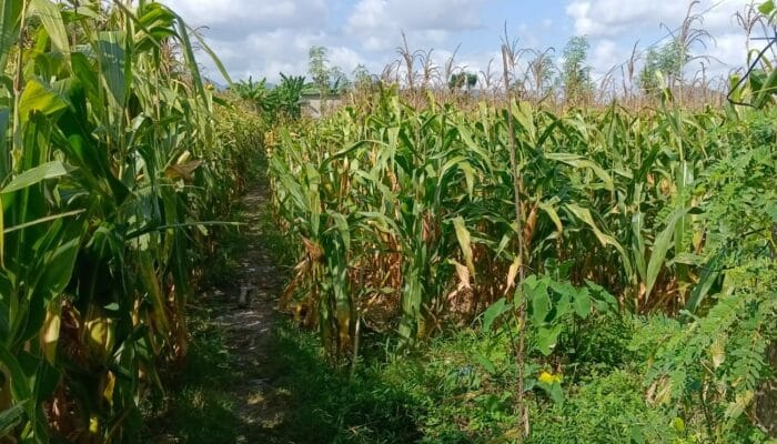 Polisi Dampingi Panen Jagung di Desa Beleka, Pastikan Harga dan Keamanan Terjaga